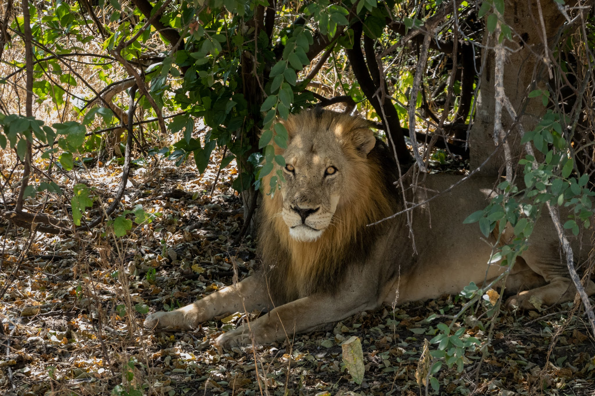 safari game drive  in Chobe National Park