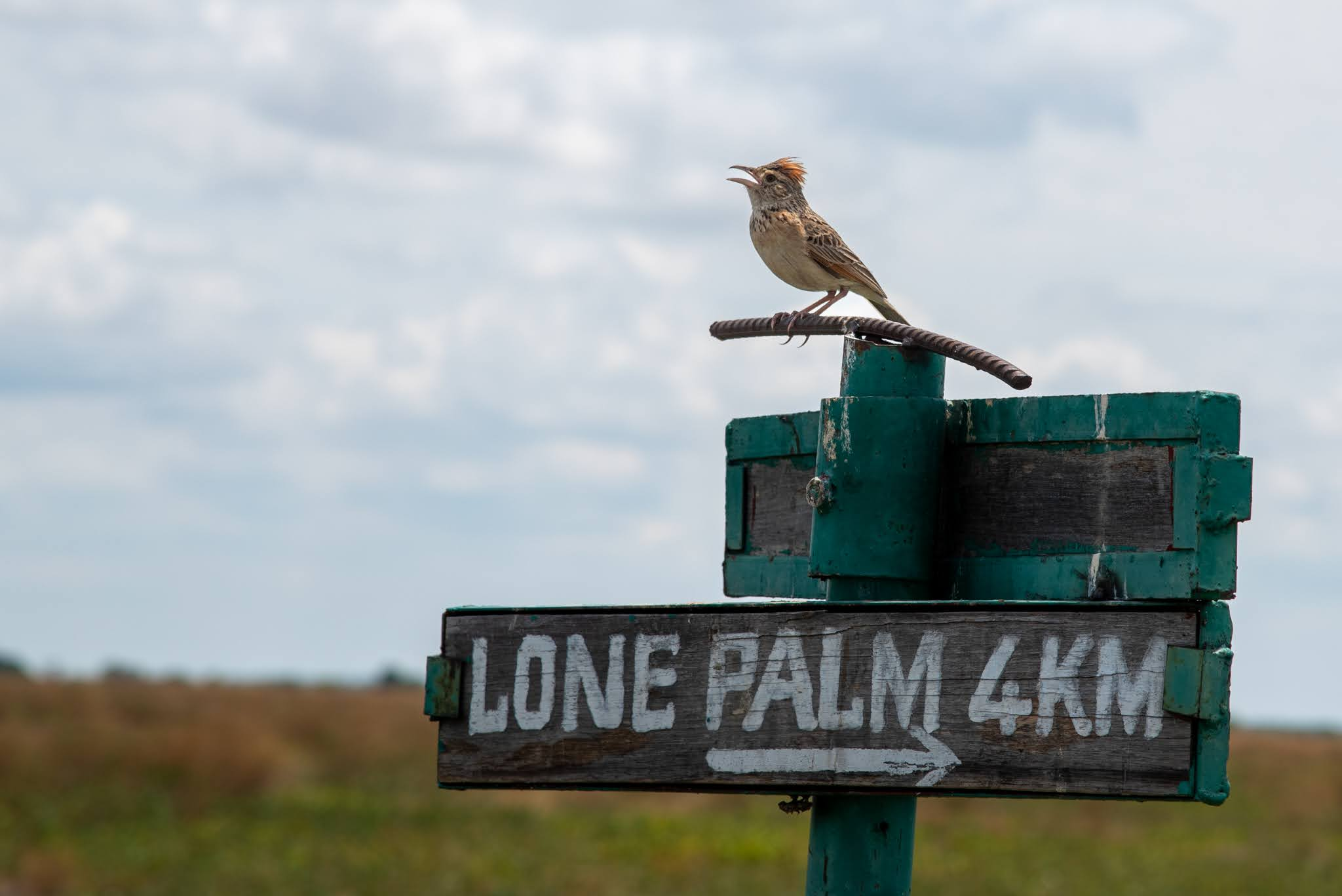 Bird watching in Chobe National Park