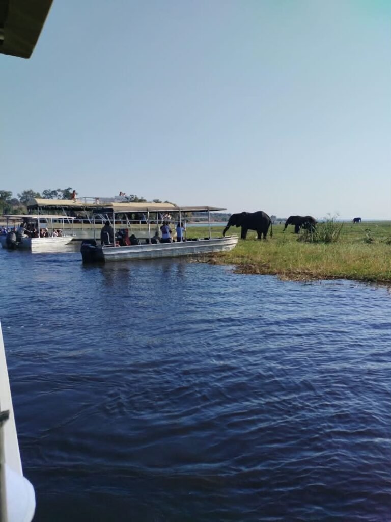 Chobe game drive